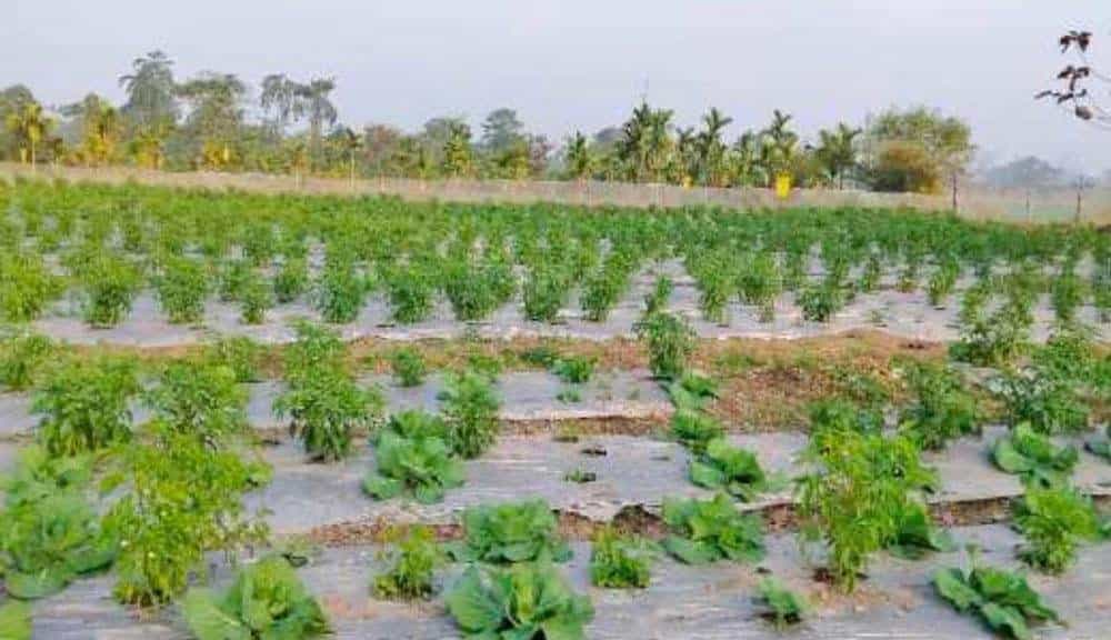 Four Districts Focus on Three Key Commodities